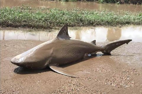 Ayr, Australien. Ein heftiger Zyklon hat über Teilen von Queensland gewütet. Ein Opfer des Sturms ist dieser Bullenhai, der aus seiner natürlichen Umgebung an Land befördert wurde.
