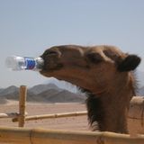 Lustige Urlaubsfotos