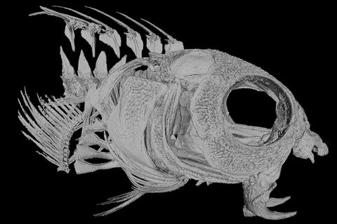 Säbelzahnschleimfische