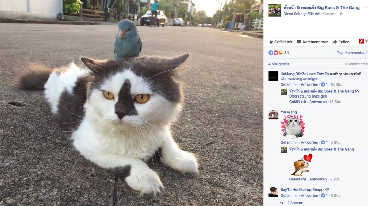 Da sitzt doch tatsächlich ein Vogel auf dem Kopf dieser Katze 