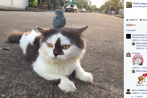 Da sitzt doch tatsächlich ein Vogel auf dem Kopf dieser Katze 