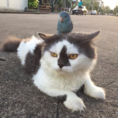 Da sitzt doch tatsächlich ein Vogel auf dem Kopf dieser Katze 