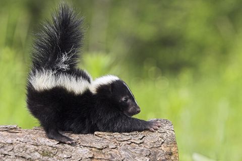 Stinktiere und andere Wildtiere sind für die Privathaltung nicht geeignet