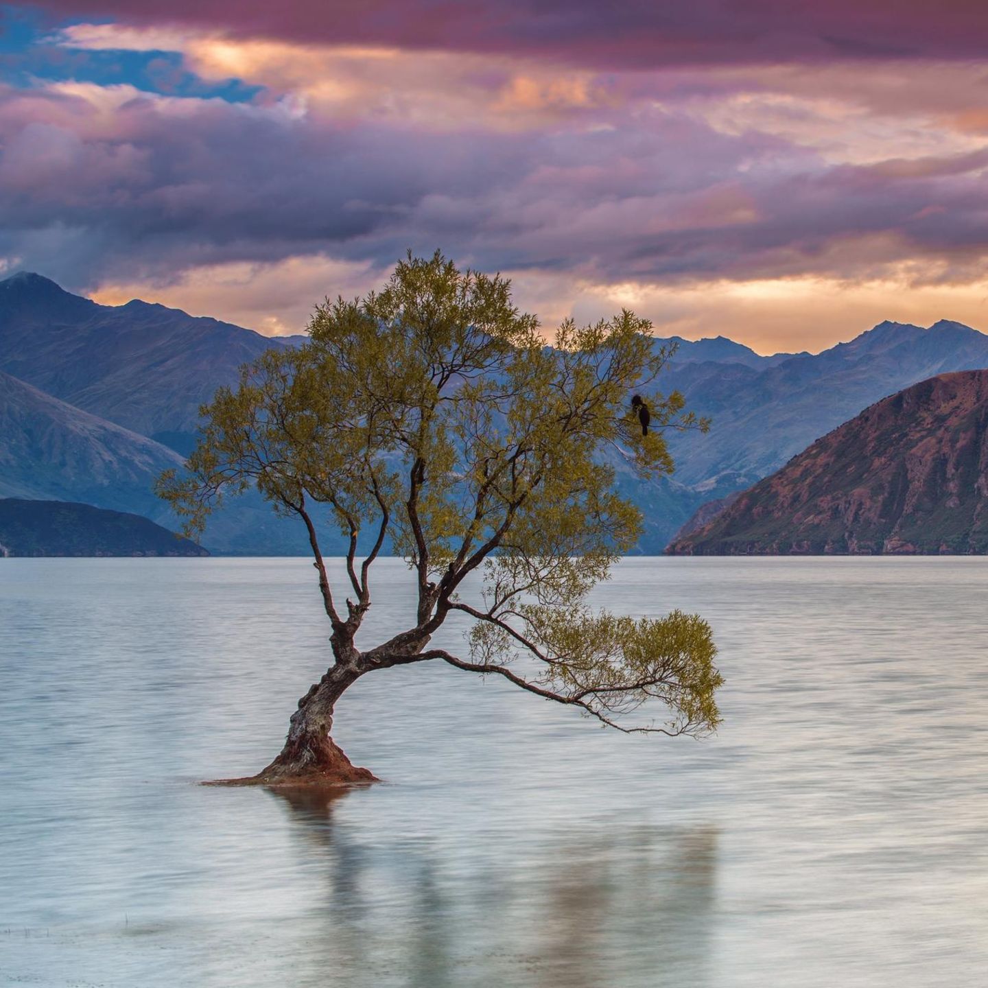 Crack Willow Tree am Lake Wanaka: Der berühmteste Baum Neuseelands |  STERN.de