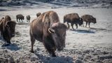 Bis zu 900 Kilo schwer, 1,80 Meter hoch und trotzdem bis zu 55 km/h schnell: Es leben und weiden heute wieder über 5000 Büffel, lateinisch Bison bison, im Yellowstone-Nationalpark.