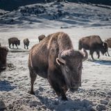 Bis zu 900 Kilo schwer, 1,80 Meter hoch und trotzdem bis zu 55 km/h schnell: Es leben und weiden heute wieder über 5000 Büffel, lateinisch Bison bison, im Yellowstone-Nationalpark.