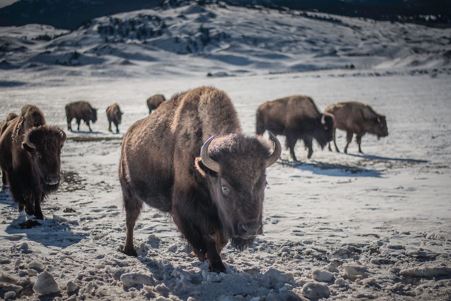 Büffeljagd: Bis zu 900 Kilo schwer, 1,80 Meter hoch und trotzdem bis zu 55 km/h schnell: Es leben und weiden heute wieder über 5000 Büffel, lateinisch Bison bison, im Yellowstone-Nationalpark. Bis zu 900 Kilo schwer, 1,80 Meter hoch und trotzdem bis zu 55 km/h schnell: Es leben und weiden heute wieder über 5000 Büffel, lateinisch Bison bison, im Yellowstone-Nationalpark.