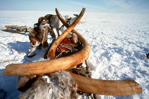 Das Bild zeigt den Abtransport von Mammut-Stoßzähnen in Sibirien