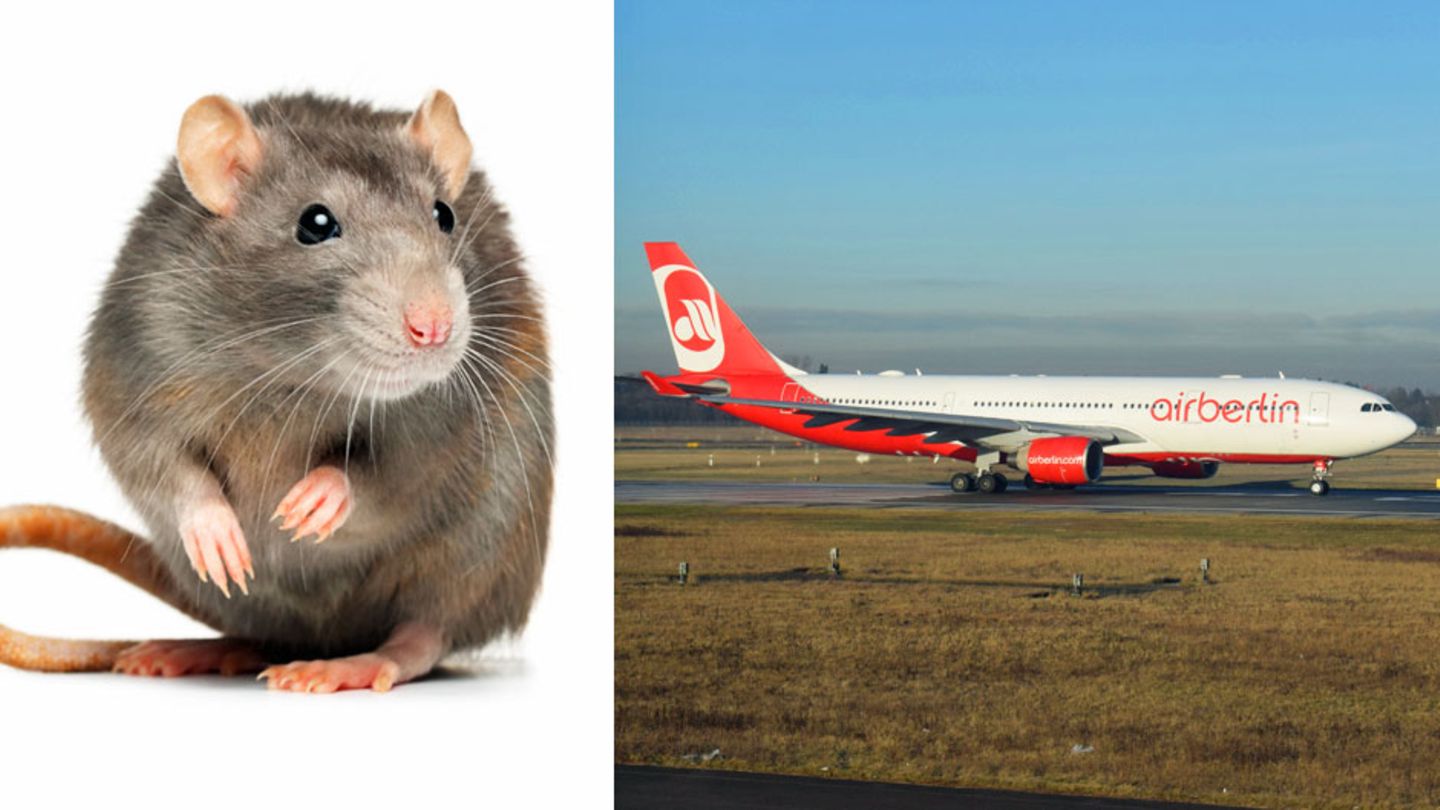 Ratte legt Flieger von Air Berlin lahm