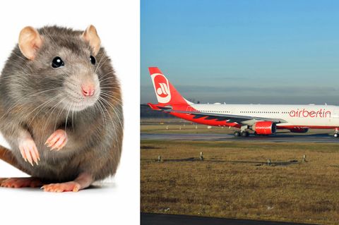 Ratte legt Flieger von Air Berlin lahm