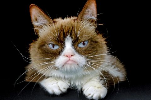 Internetphänomen Grumpy Cat: Was verrät die Katzenmimik?