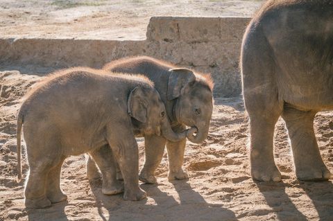 Junge Elefanten im Zoo Hannover