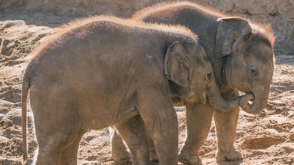 Junge Elefanten im Zoo Hannover