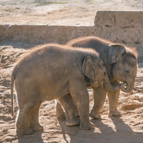 Junge Elefanten im Zoo Hannover