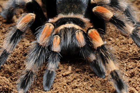 Zu sehen ist eine große mexikanische Vogelspinne in der Nahaufnahme.