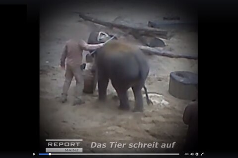 Die heimlich erstellten Videos zeigen, wie Pfleger junge Elefanten mit der Metallspitze des Elefantenhakens mehrfach traktieren