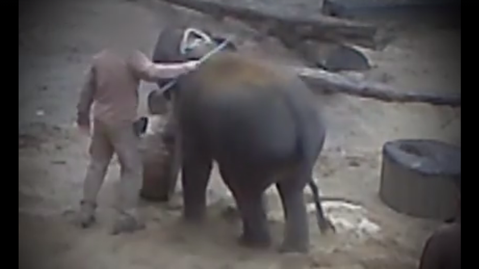 Die heimlich erstellten Videos zeigen, wie Pfleger junge Elefanten mit der Metallspitze des Elefantenhakens mehrfach traktieren
