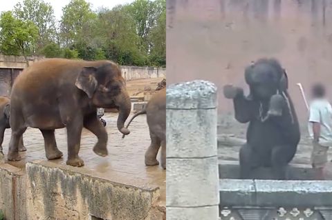 Tierschutzorganisation PETA: Video zeigt bedrückende Aufnahmen aus dem Zoo Hannover