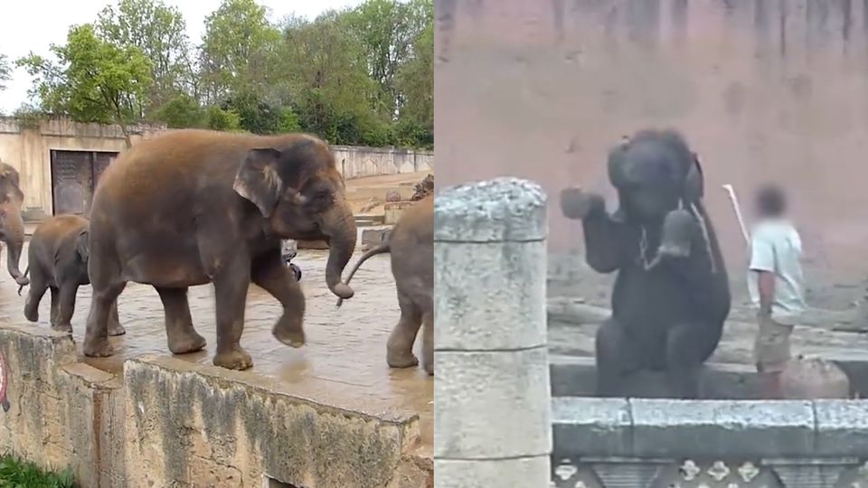 Hannover: Elefanten-Quälerei? Zoo will Aufnahmen prüfen