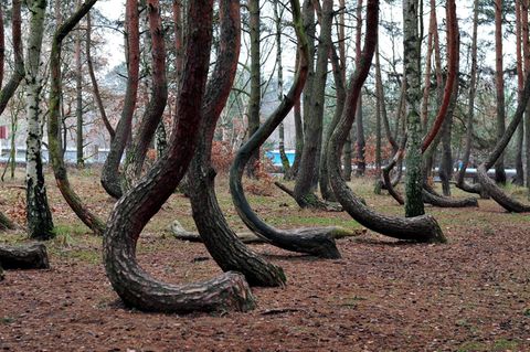 Crooked Forest in Polen