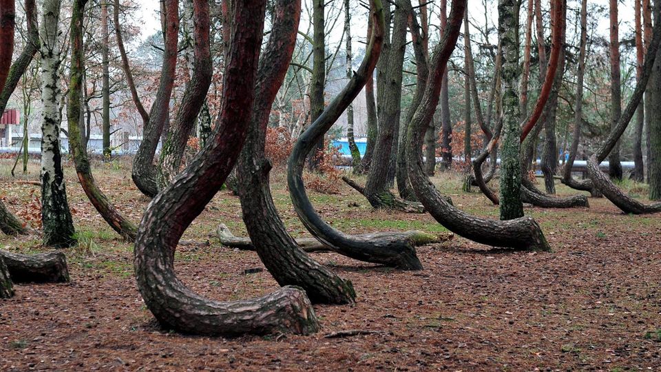 Crooked Forest in Polen Crooked Forest in Polen