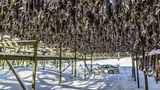 Fische werden im Freien zum Trocknen aufgehängt