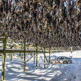 Fische werden im Freien zum Trocknen aufgehängt