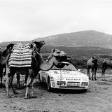 Der Neuankömmling wird kritisch beäugt