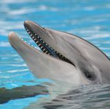 Delphinzähne als Zahlungsmittel