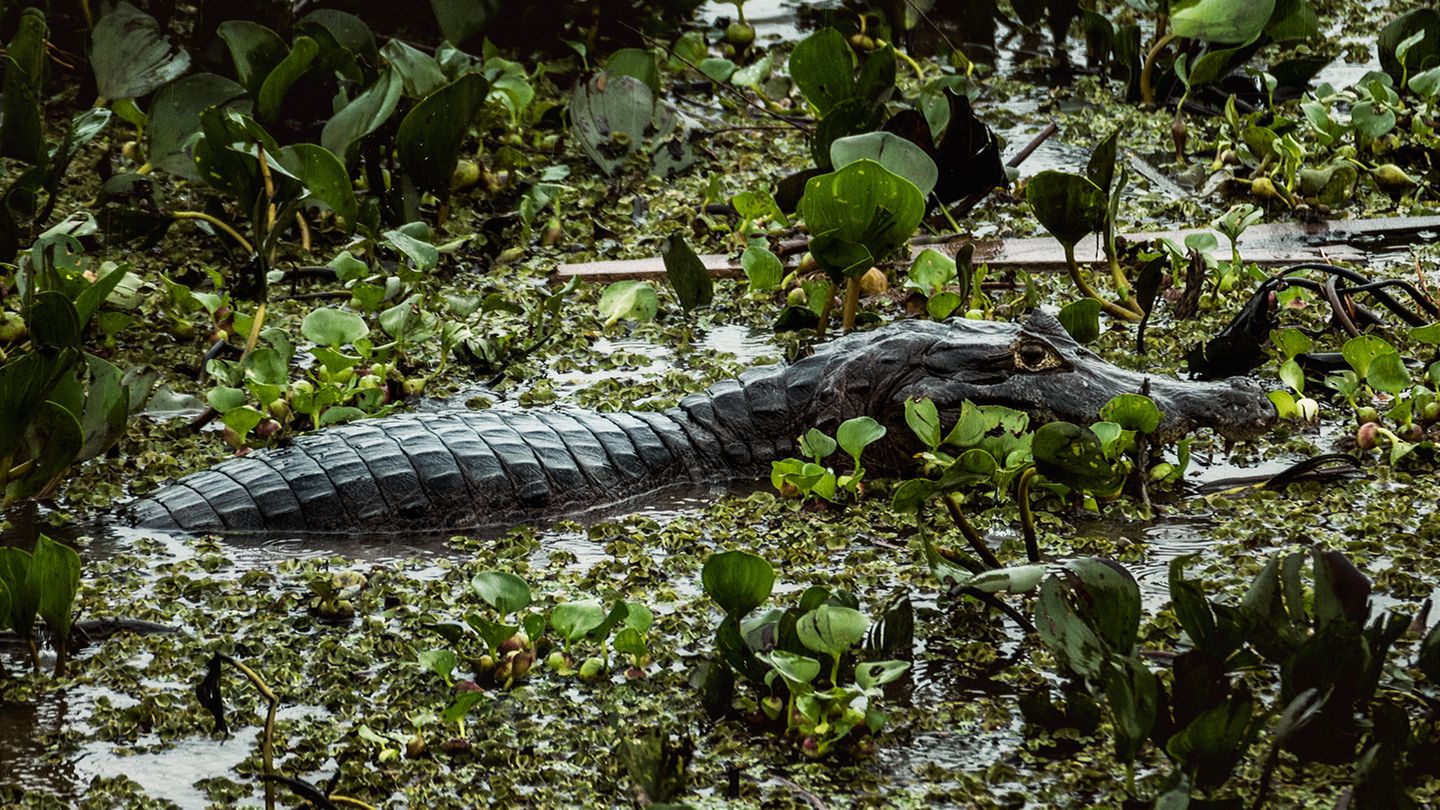 Amazonas