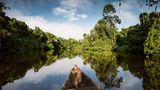Amazonas