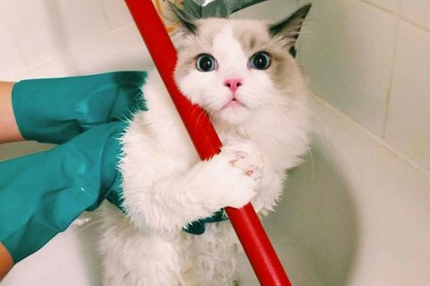 Eine Hauskatze guckt ganz verschreckt, während ihr Besitzer sie putzt