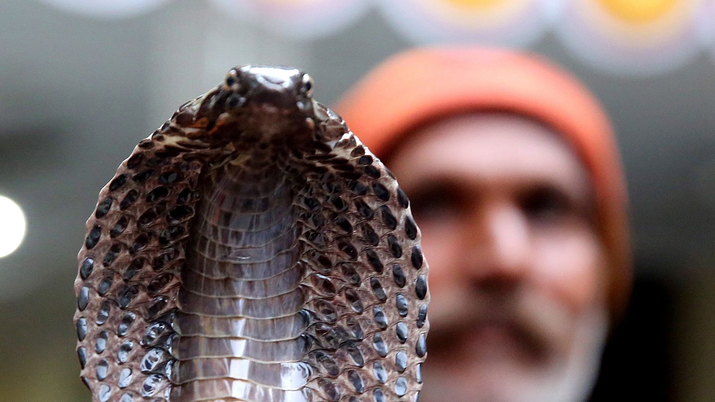 Die Kobra eines Schlangenbeschwörers in Indien hat einen Mann gebissen. Wenig später war der Tourist tot (Symbolfoto)