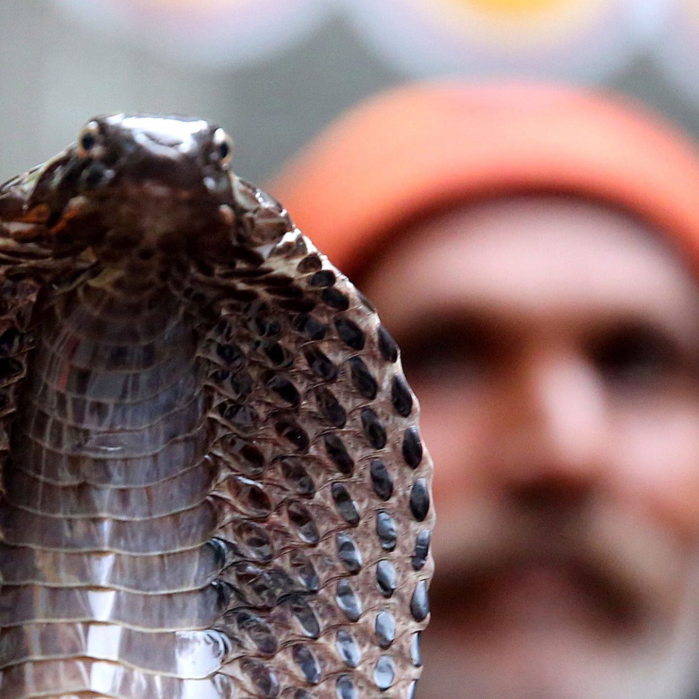 Indien Kobra Beisst Touristen Schlangenbeschworer Macht Alles Falsch Stern De