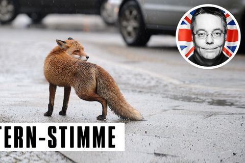 Fuchs in der Großstadt