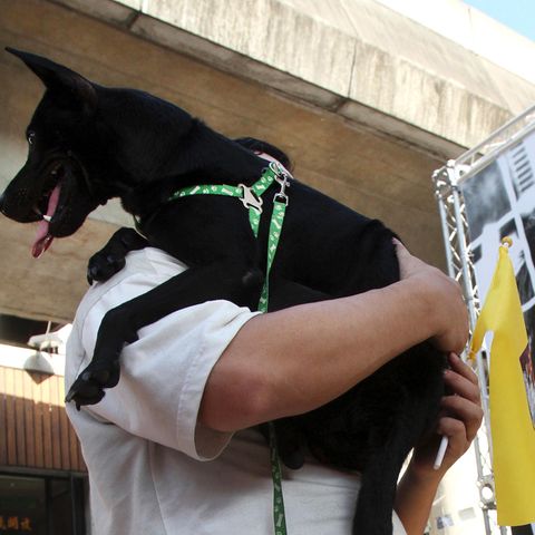 Taiwan - Hunde - Katzen - Verzehr - Tierschutz