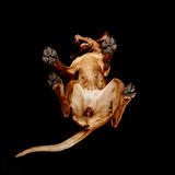 "Underlook Project": Es ist schon ein Hundeleben – so von unten betrachtet