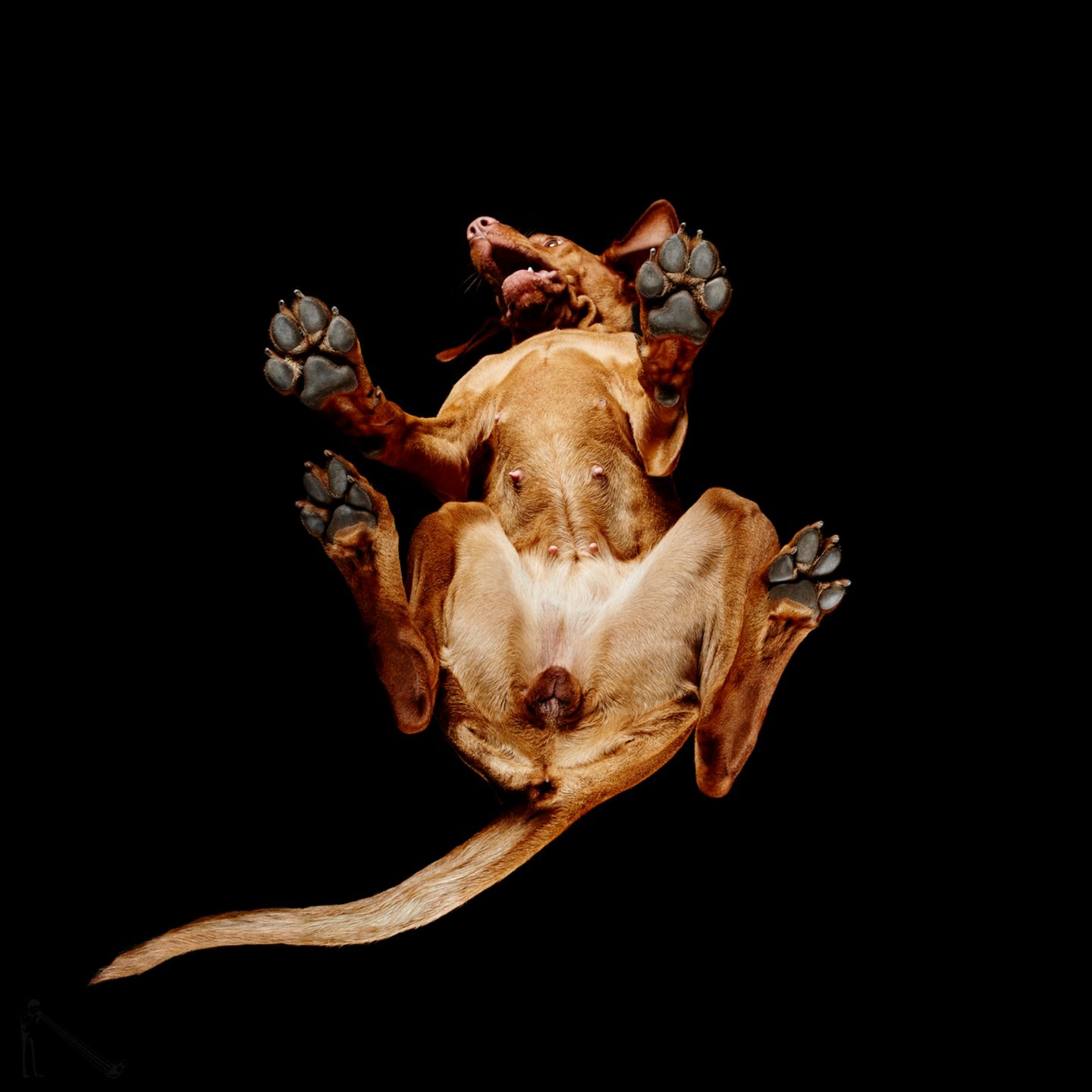 Кто назвал собакой сверху и собакой снизу. Кто назвал собакой сверху и собакой снизу. Собака сверху. Собака вид снизу. Собака вид сверху.