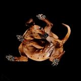 "Underlook Project": Es ist schon ein Hundeleben – so von unten betrachtet