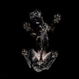 "Underlook Project": Es ist schon ein Hundeleben – so von unten betrachtet