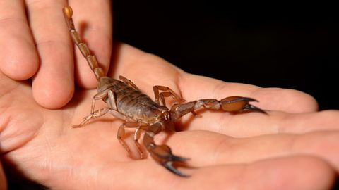 Ein Skorpion (Symbolfoto)