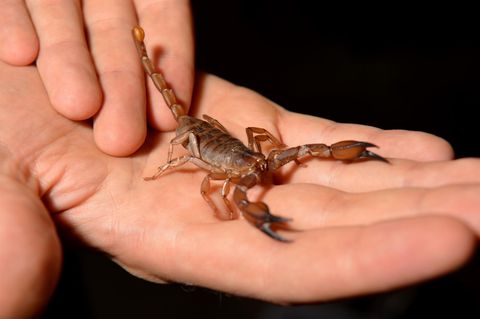Ein Skorpion (Symbolfoto)