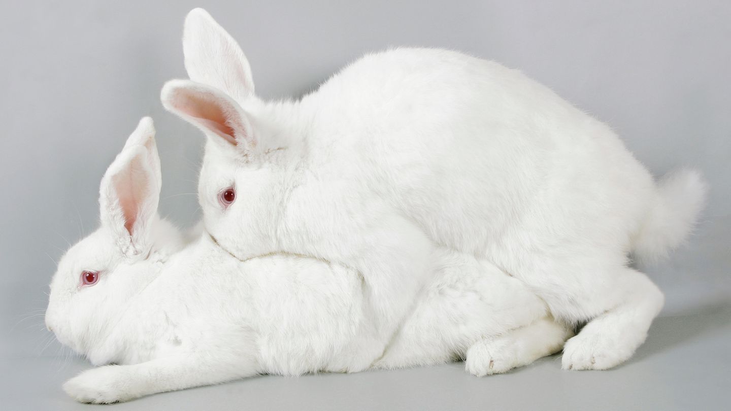 Hasen beim Sex