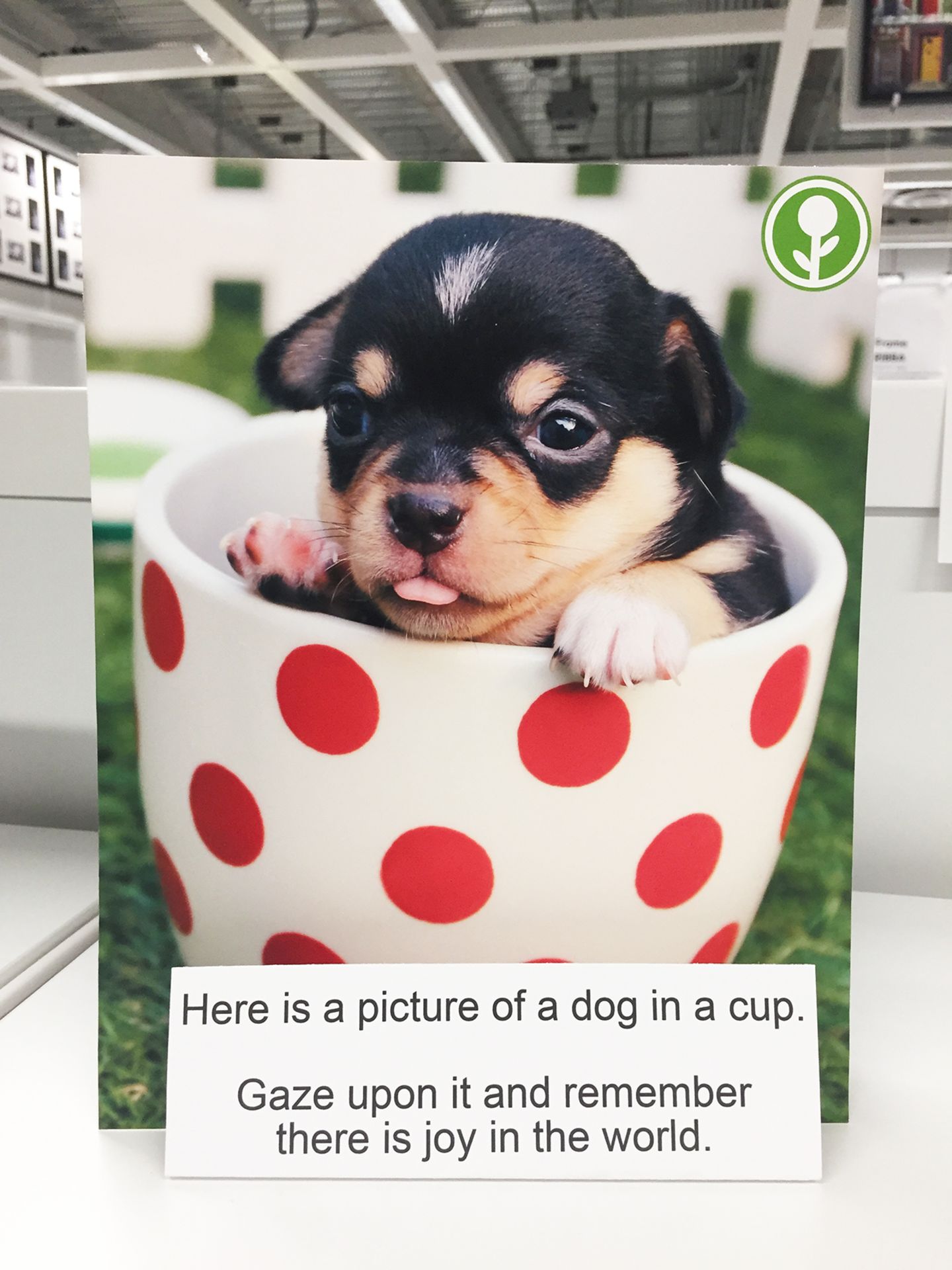 Oder einfach mal den süßen Welpen in der Tasse betrachten - und sich daran erinnern, dass es auch Freude in der Welt gibt.