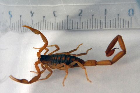 Skorpion sticht 35-Jährige in Hamburger Hotel