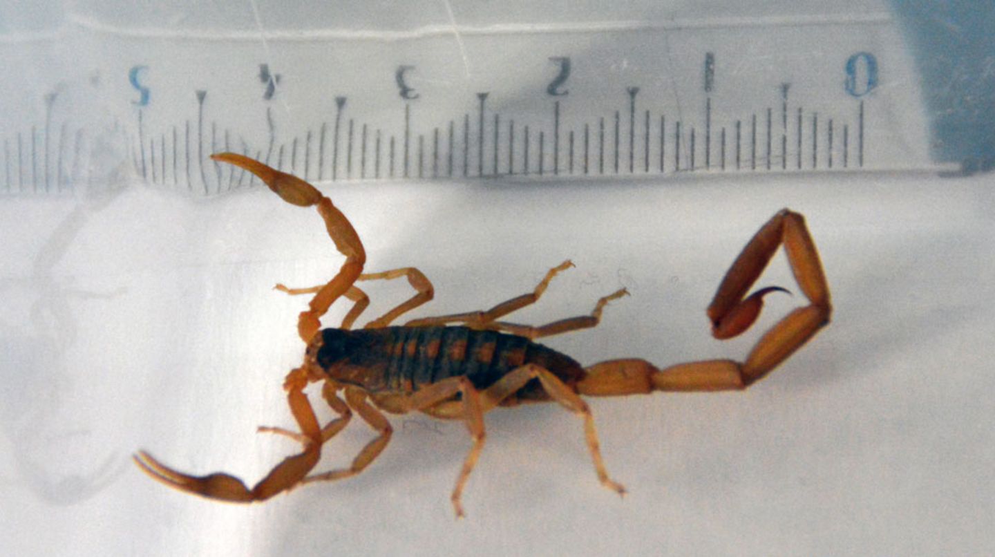 Skorpion sticht 35-Jährige in Hamburger Hotel