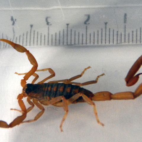 Skorpion sticht 35-Jährige in Hamburger Hotel