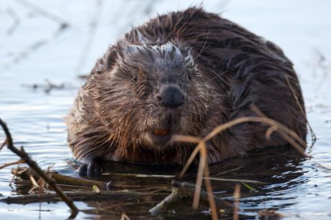 Nicht nur niedlich, sondern auch lecker? Biber darf wieder gegessen werden.