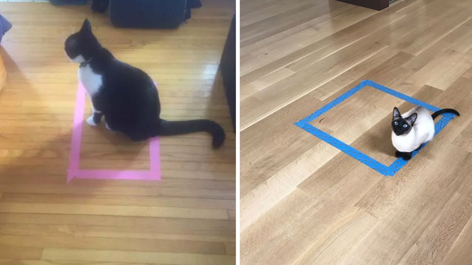 Katzen im Rechteck Katzen im Rechteck