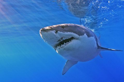 Ein Weißer Hai
